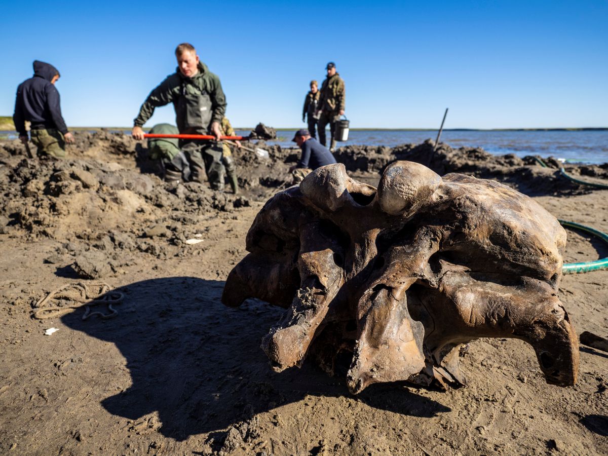 Mūžīgā sasaluma kušanas rezultātā atsegtie mamuta kauli Ņencu autonomajā apgabalā