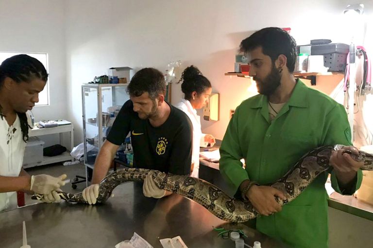 Brasiilia pere pesumasinast leiti kägistajaboa