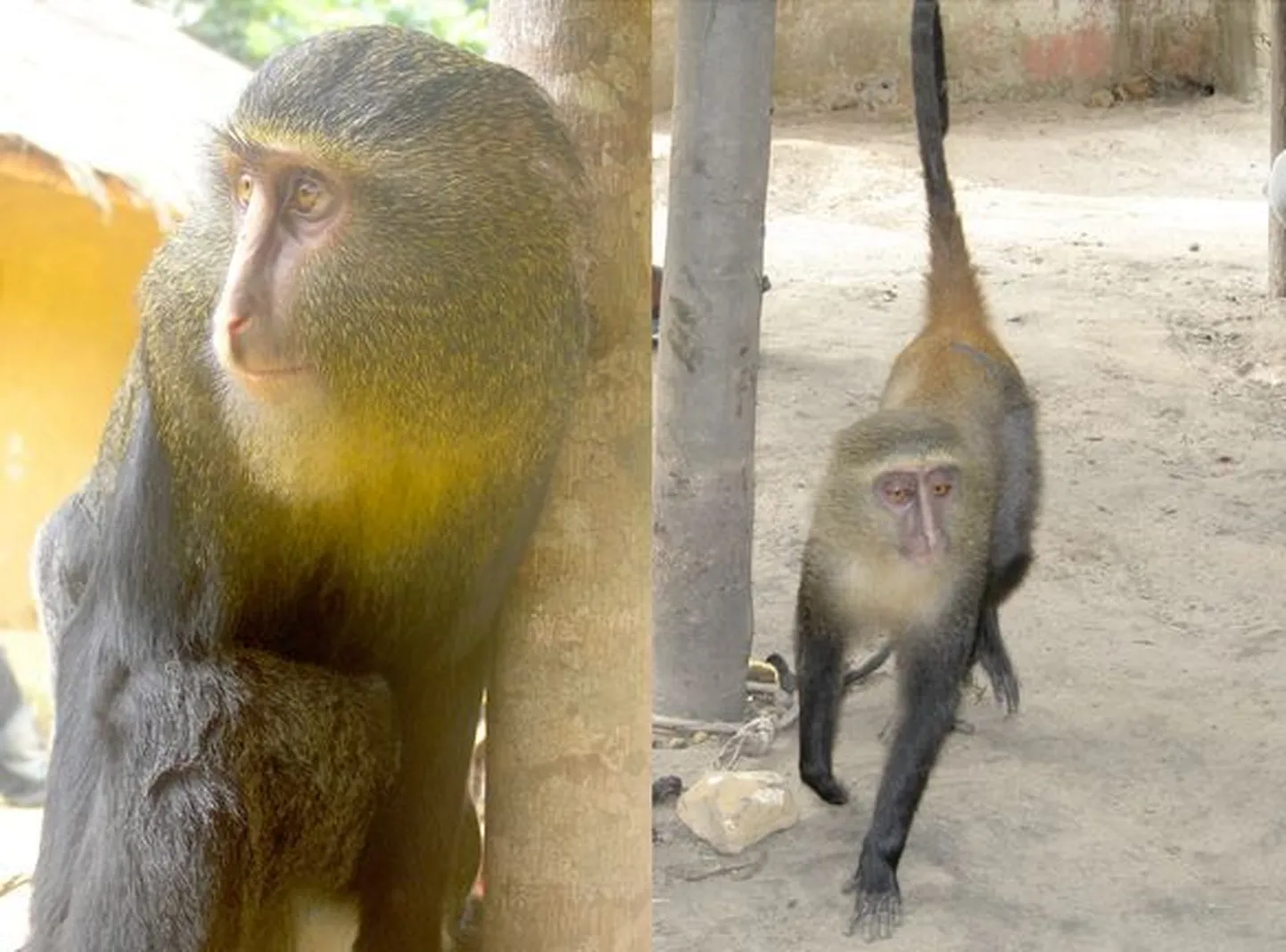 Cercopithecus lomamiensis