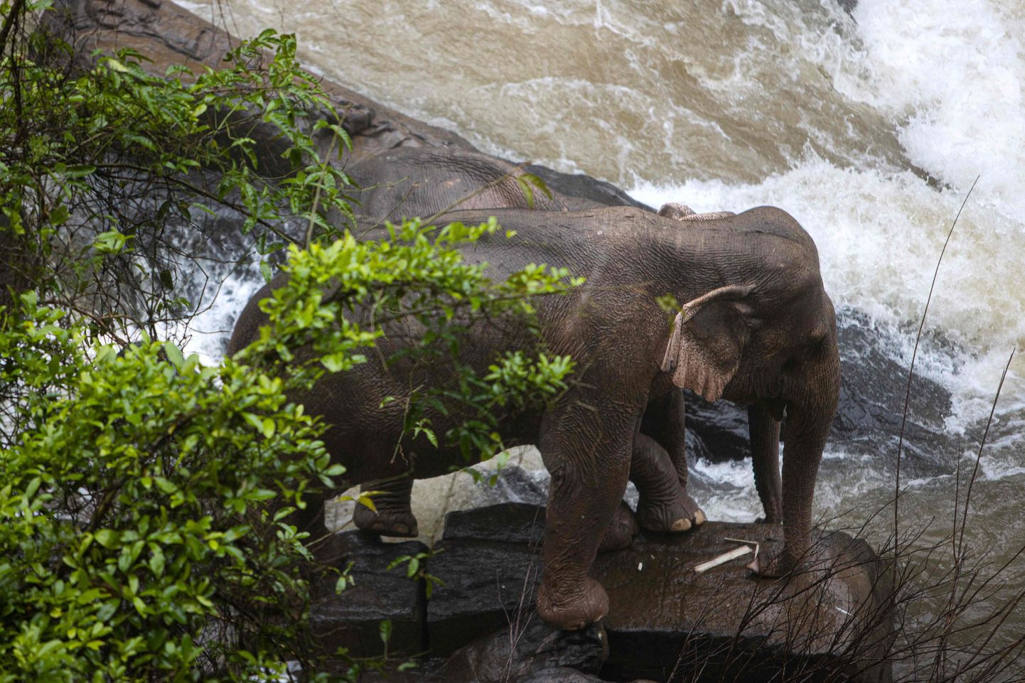 Mēģinot cits citu glābt, ūdenskritumā Taizemē gājuši bojā seši ziloņi. Varasiestādēm izdevās glābt divus netālu esošos dzīvniekus.