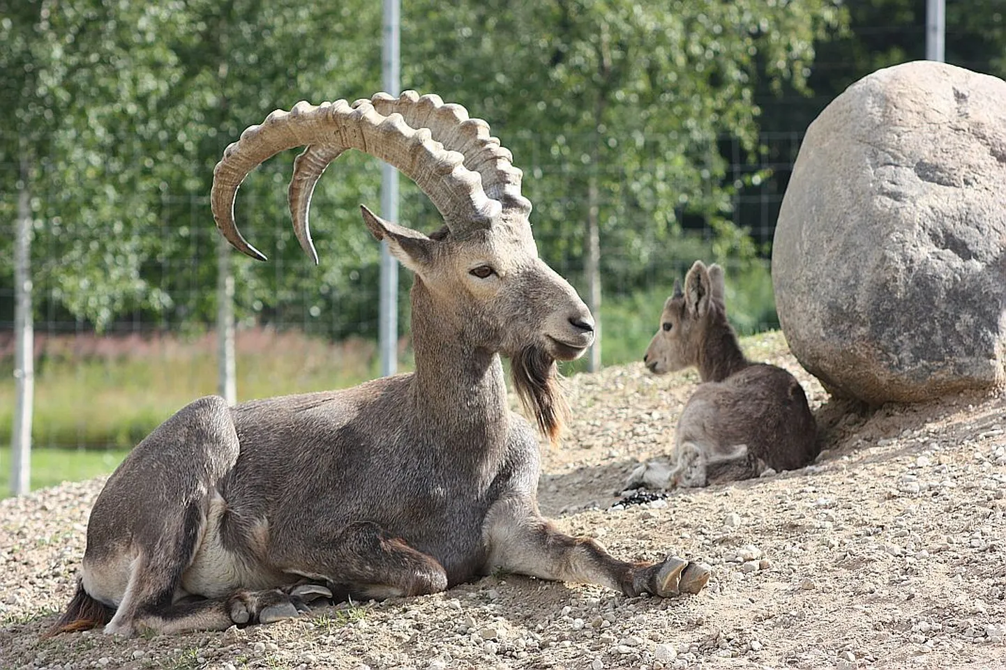 Siberi kaljukits tallega.