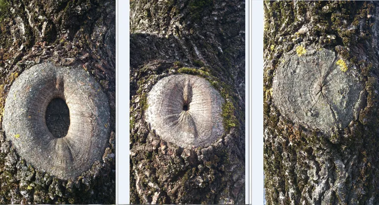 Lõikehaava ravimisega saab puu ise suurepäraselt hakkama.