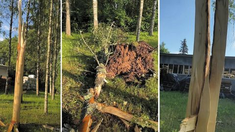 Öine maru peksis Mulgimaal puid pilbasteks