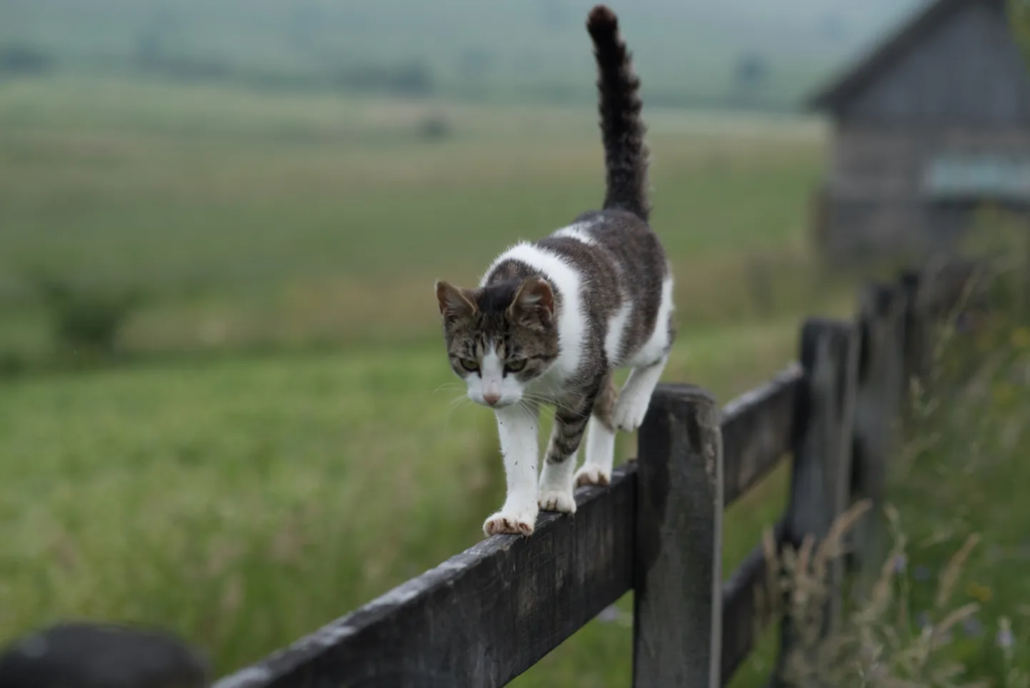 Raksta foto