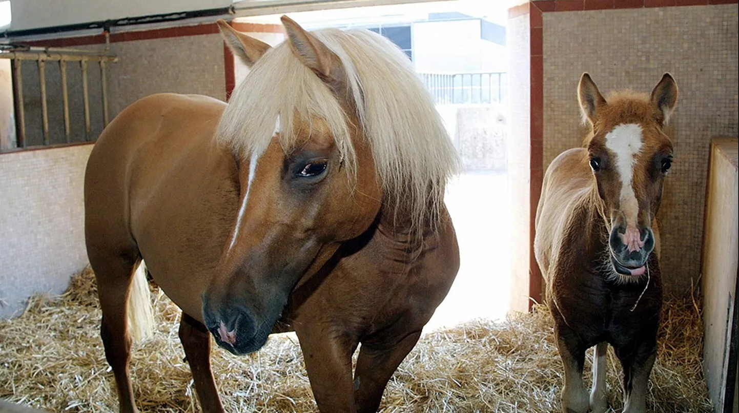 Maailma esimene kloonitud hobune - halfingeri tõugu Prometea koos varss Pegasoga.
