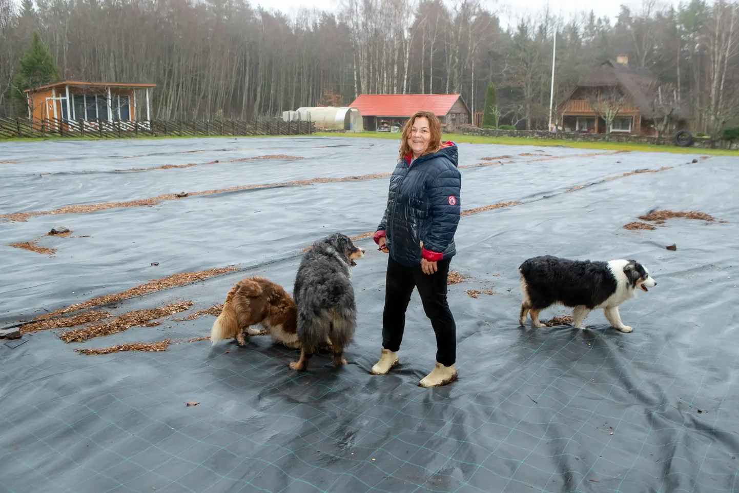 KATRIN PIHLAS kavatses roosid maha istutada sel nädalal, maa oli juba küntud ja peenravaip maas. Ent lähenevate külmakraadide kartuses lükkub muldapanek siiski kevadesse.