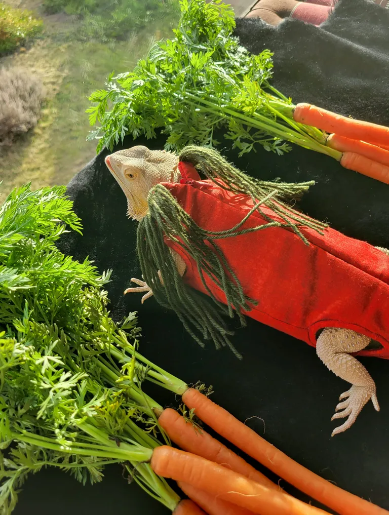 Jub Jub porgandikostüümis.