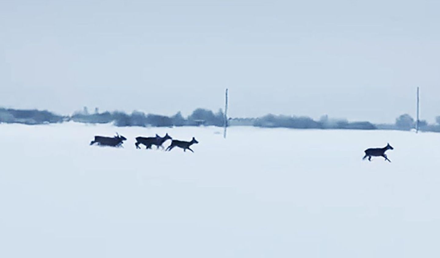 Стрельба в оленей в Салдусском крае в декабре 2023 года. Скриншот из видео