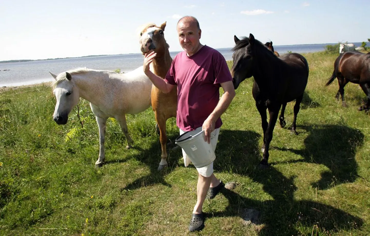 Tallinna reaalkooli direktori Gunnar Polma päevad mööduvad juba 13 aastat  Tallinnas, aga Läänemaal Matsalu looduskaitsealal Metskülas Korju talus  ootab teda alati kümmekond hobust, kes pügavad päevast päeva  rannakarjamaad.