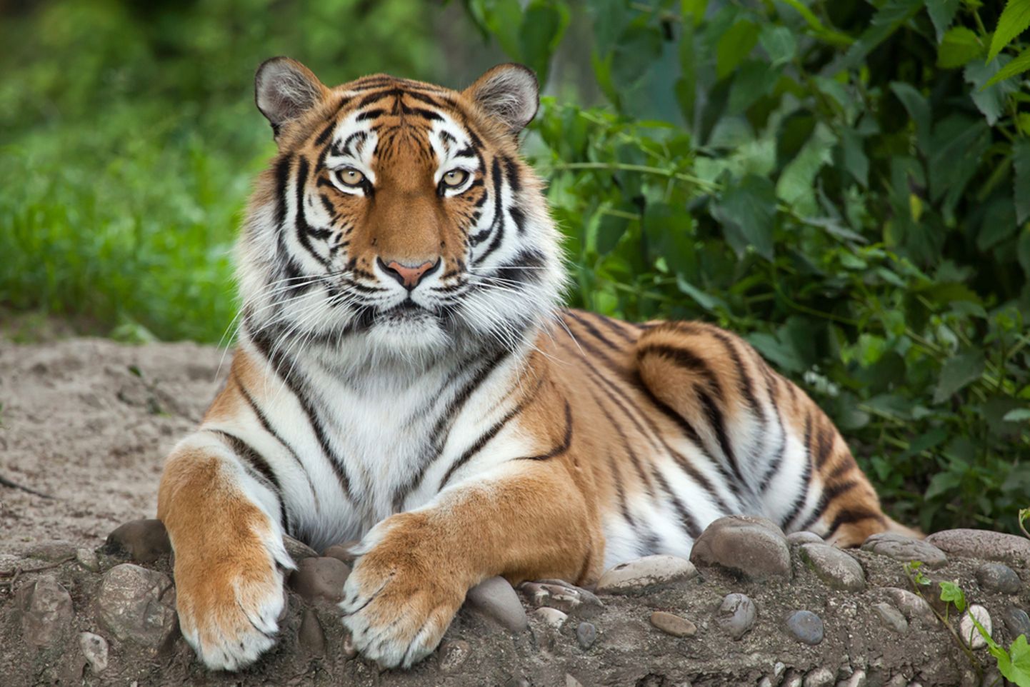 Amuuri tiiger (pilt on illustreeriv).