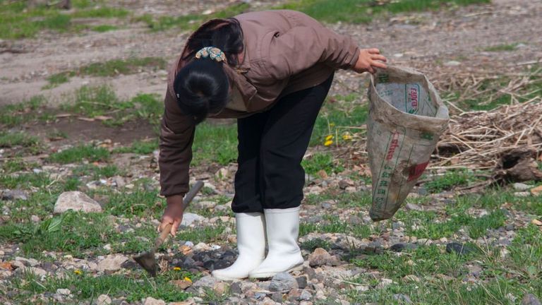 Жительница Северной Кореи собирает траву для еды (снимок сделан в провинции Северный Хамджон в мае 2010 года).