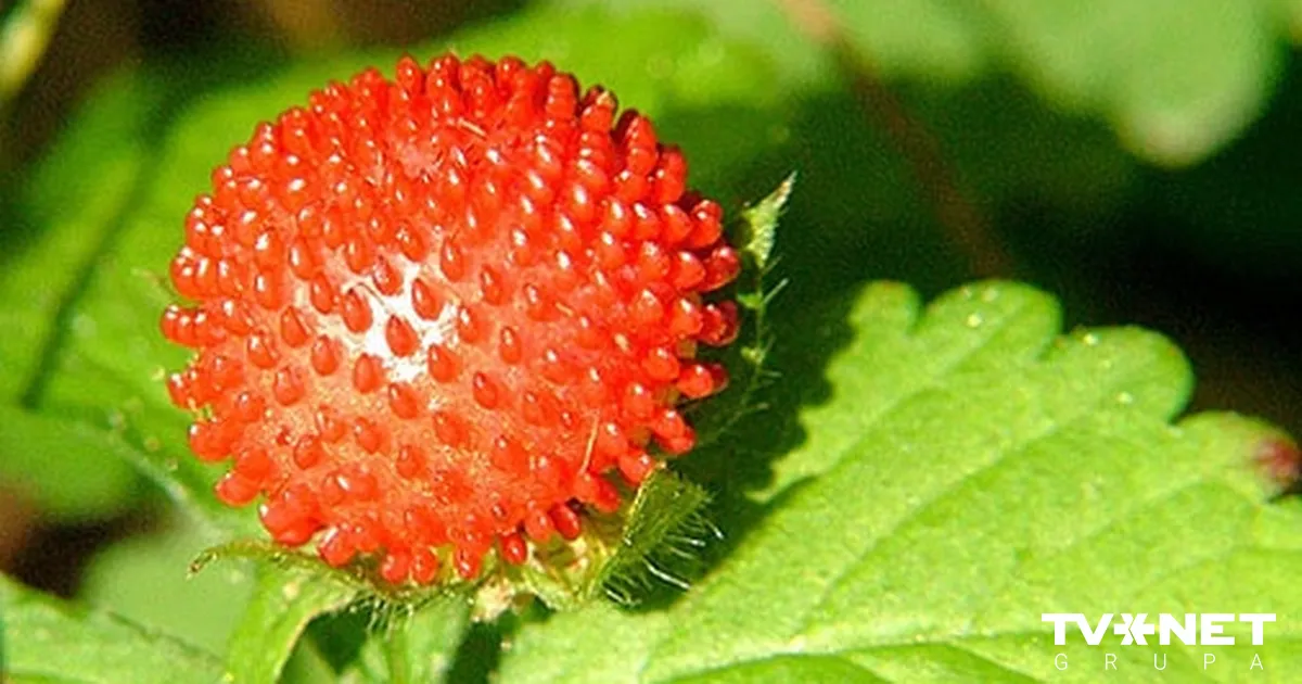 Jaunības eliksīrs – meža zemenes