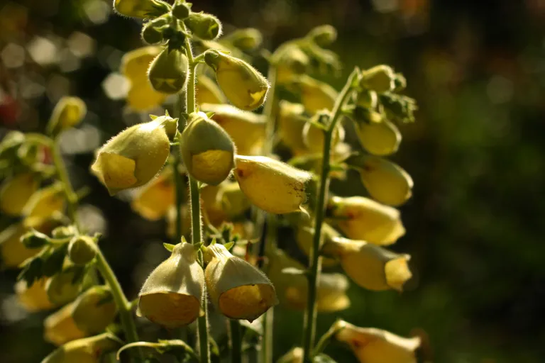 Lielziedu uzpirkstīte (Digitalis grandiflora).