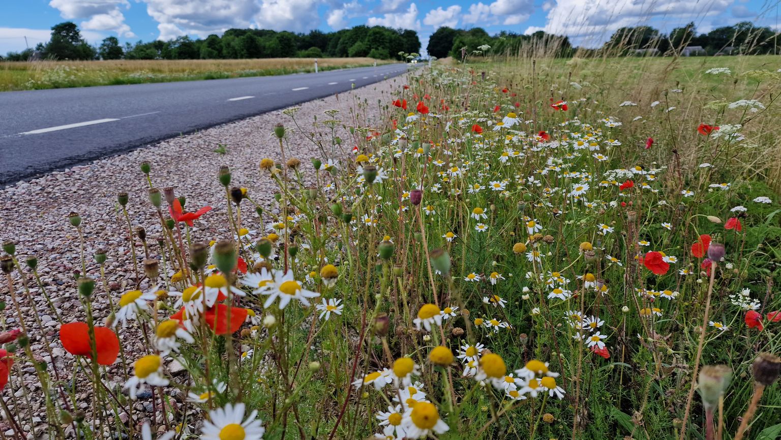 Lillelised Saaremaa teeääred