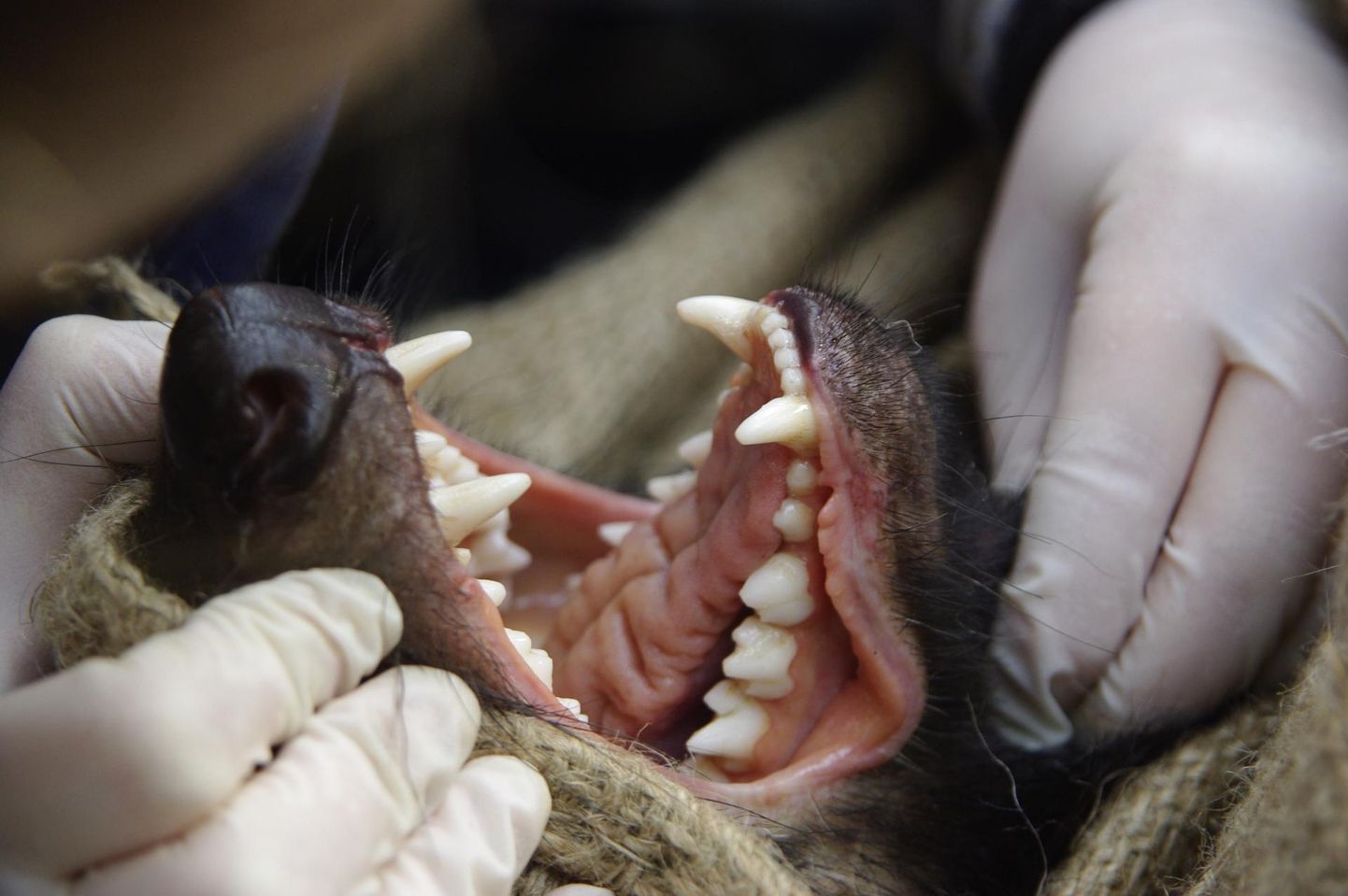 Kukkurkurat võib inimesele küll ähvardavalt hambaid näidata, kuid inimest see loom naljalt ei hammusta.