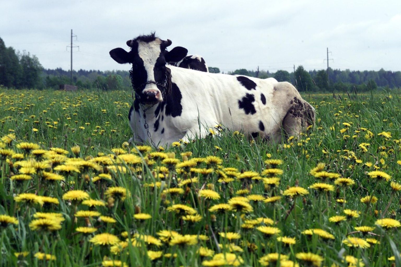 Erinevalt suurfarmi loomadest pääsevad mahetalus lehmad suveks karjamaale.
