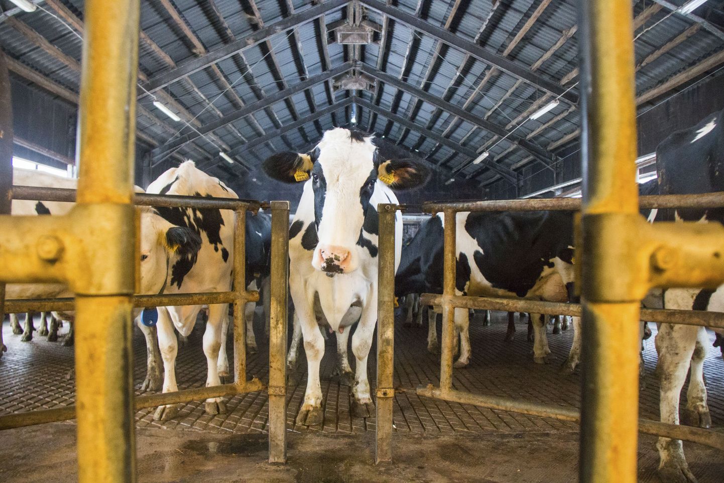 Voore Farmi lehmad on lüpsi ootel. Et ikka palju head piima anda.