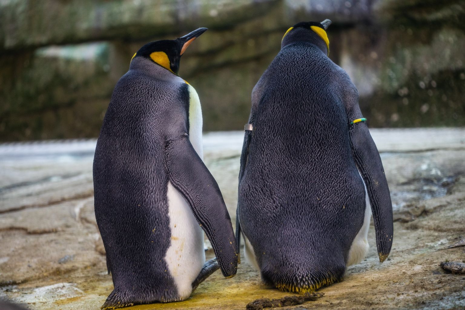 Ka Berliini loomaaias on samasoolisi pingviinipaare edukalt tibude kasvatamiseks kasutatud.