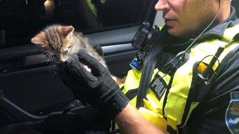 Politseinikud päästsid maanteel ekselnud kassipoja