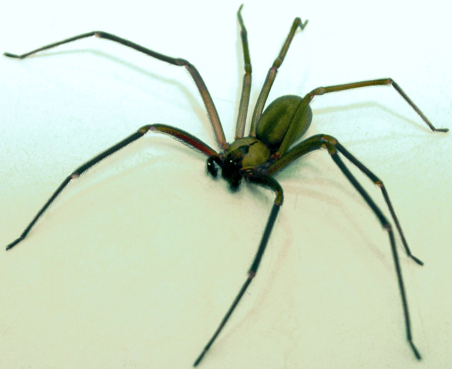 Коричневый паук-отшельника может быть размером от 0,6 до 2 см и живет от двух до четырех лет.