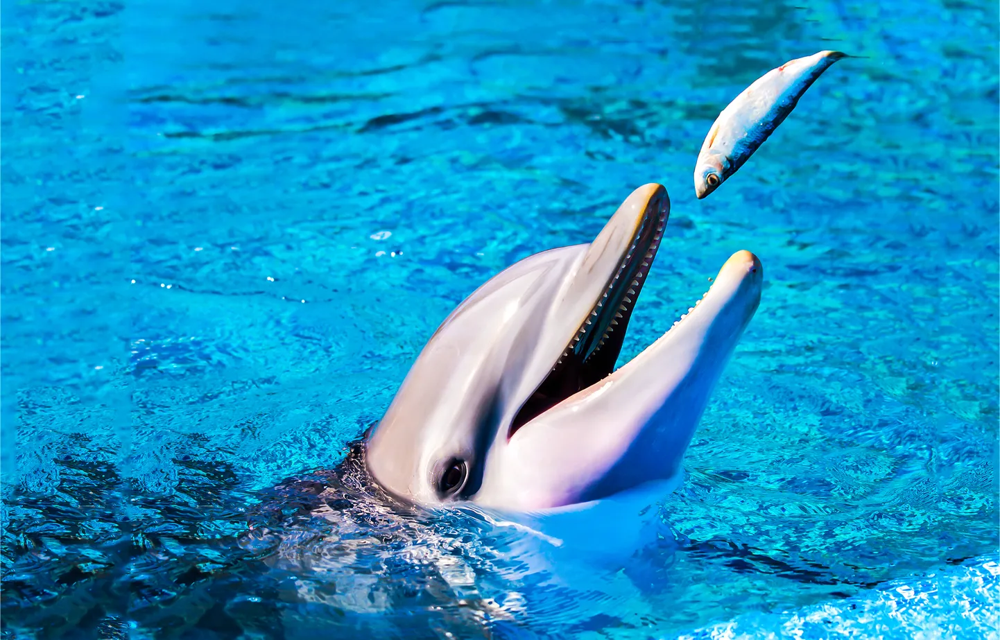 Дельфин. Фото иллюстративное.