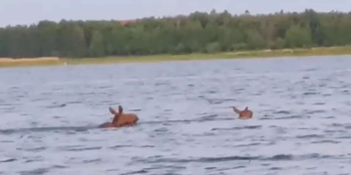 Väike väin  on põtradele ületamiseks käkitegu