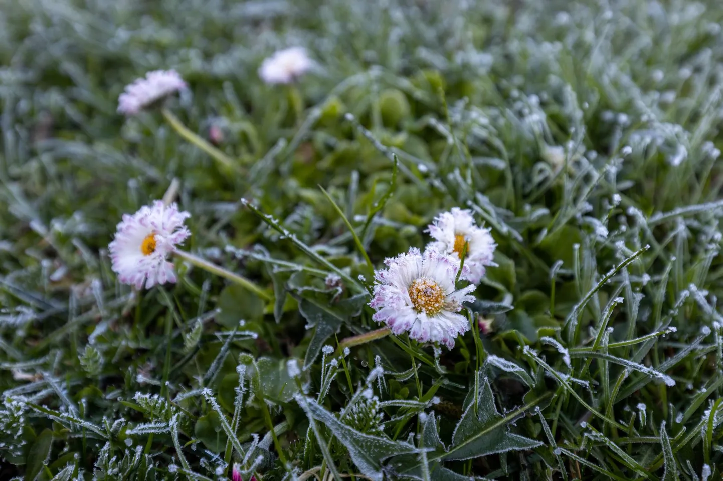 Viljandi ilmajaam mõõtis 7. mail kuu kõige madalama õhutemperatuuri, neli kraadi alla nulli. Samast hommikust pärineb ka see foto.