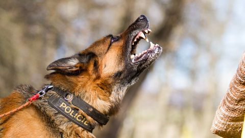 TASUB TEADA ⟩ 7 kehakeele märki, mis näitavad, et koer on agressiivne ja võib peagi rünnata