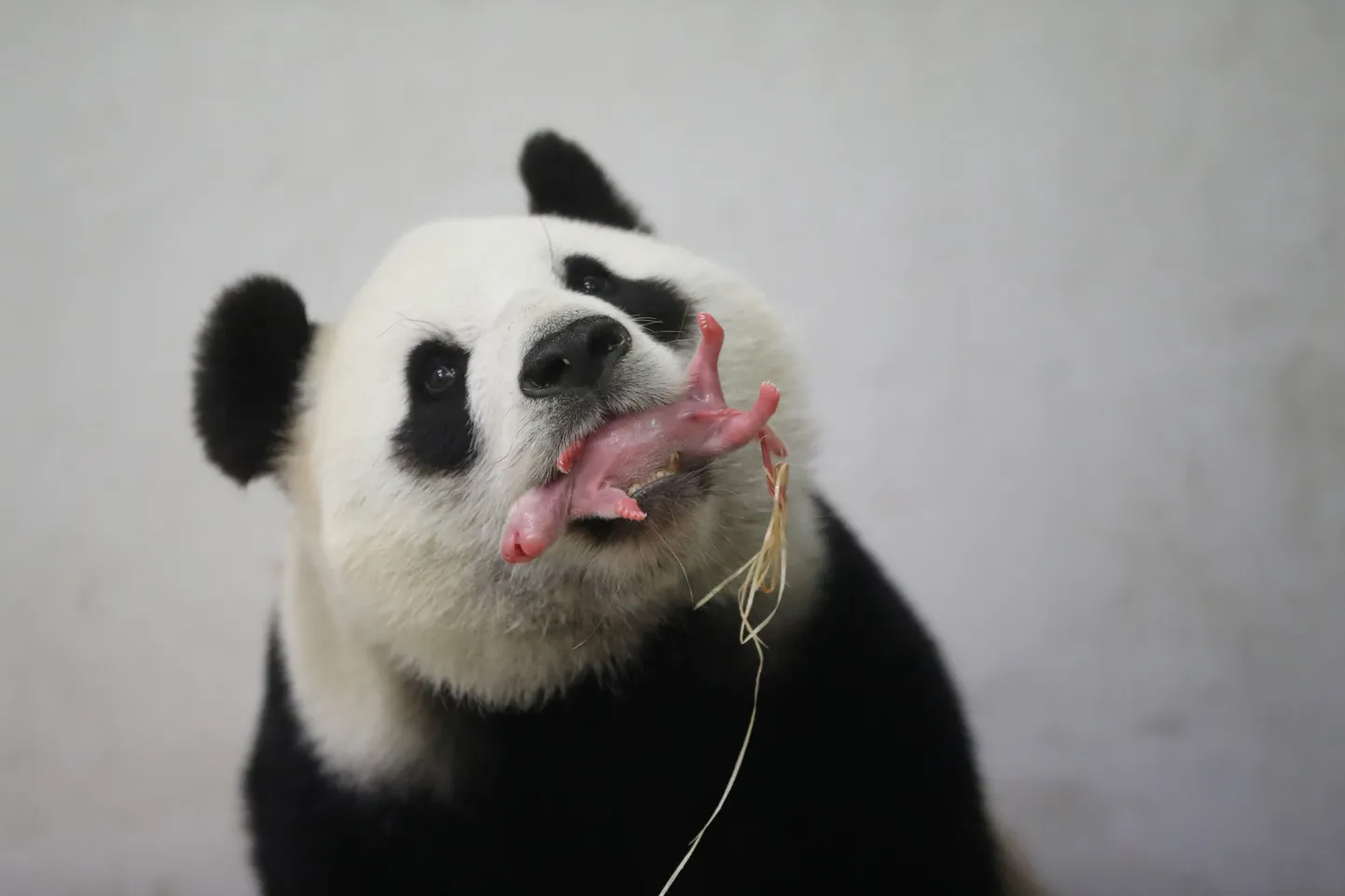 Hiidpanda koos pojaga