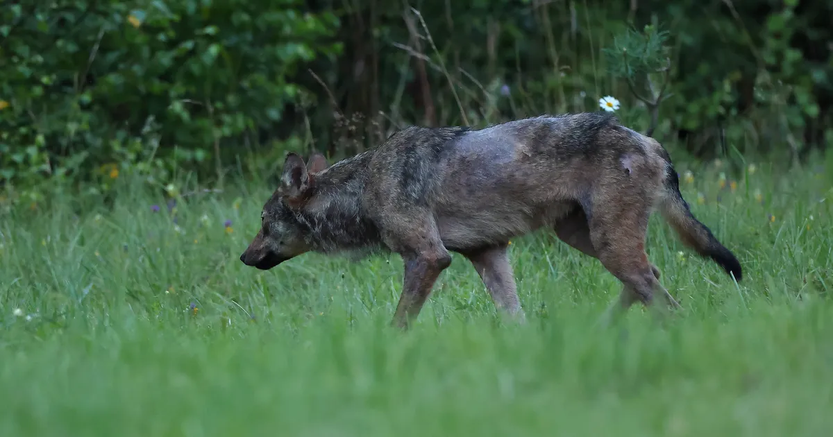Wolf Attacks Dog in Vana-Kariste Village