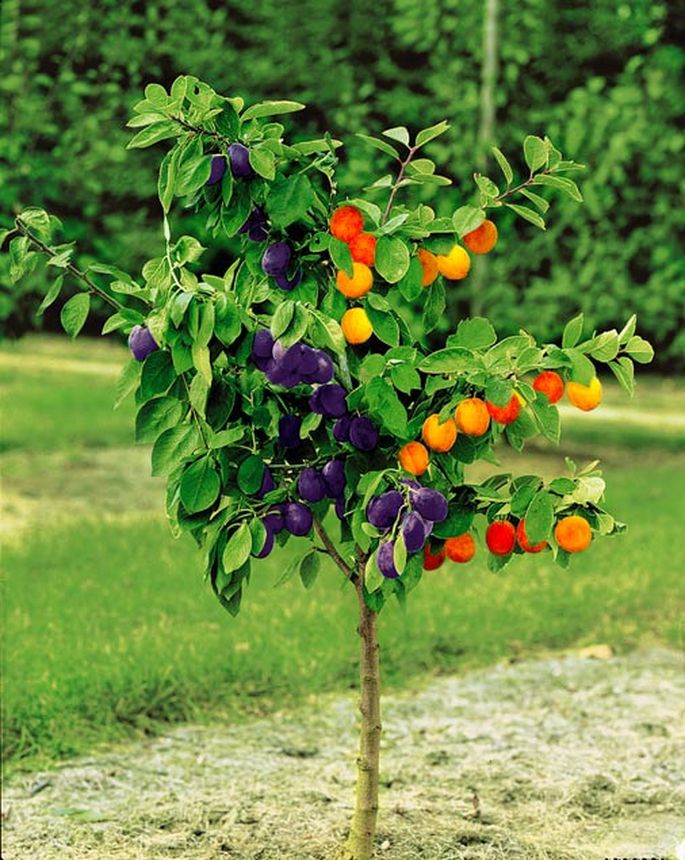 Eksotiski augi, kurus vari izaudzēt savā dārzā. TOP 5 - Ekoloģija ...