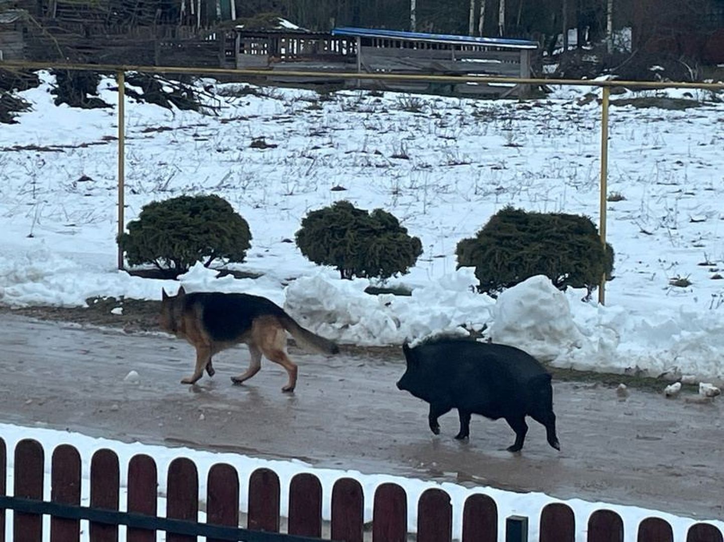 Eesti piirist paari kilomeetri kaugusel Tivikovo külas elutsevad Rex ja Piggy eksisid Petserisse.