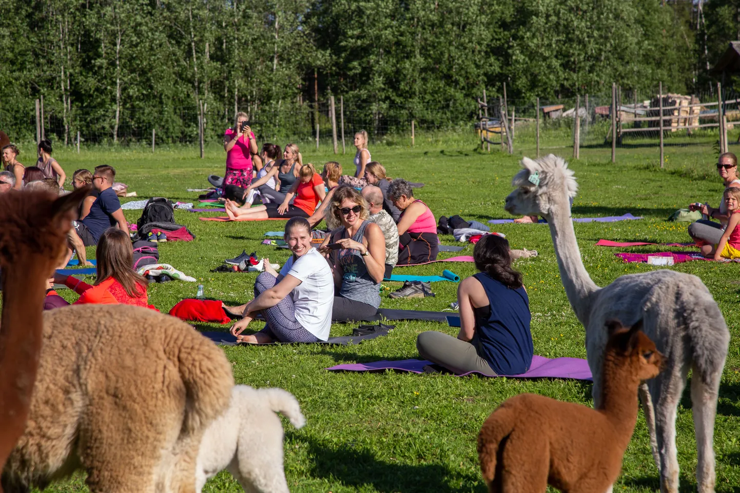 Wile Farm. Alpakajooga.
Foto: Dmitri Kotjuh/ Järva Teataja