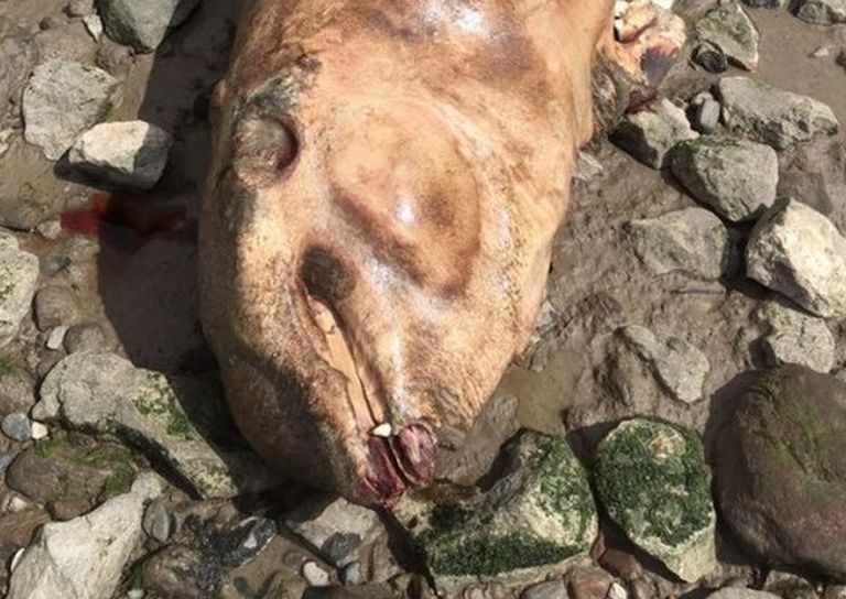 Существо, обнаруженное на берегу реки Мерси.
