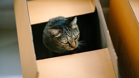 TÄIELIK IME ⟩ Ameerika paarike saatis enda kassi kogemata Amazoni pakiga teise osariiki!