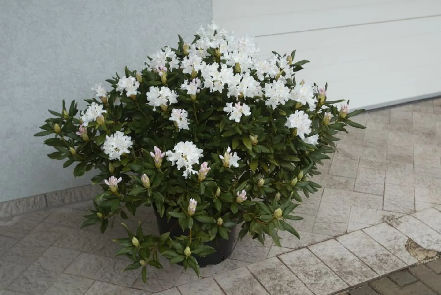 Rododendron