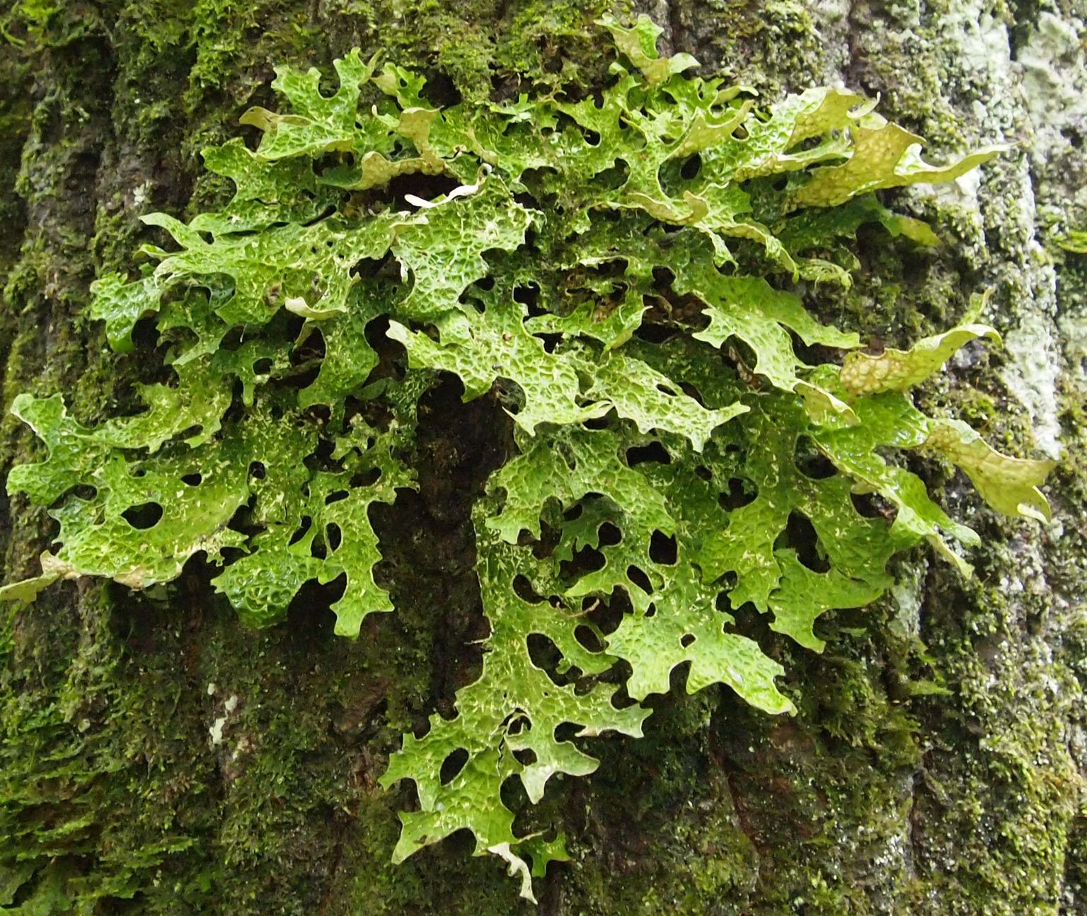 Harilik kopsusamblik (Lobaria pulmonaria) on säästliku metsamajanduse üks tunnusliike, keda ohustab vanade lehtpuude ja järjepidevate, maastikul ühendatud lehtpuistute kadumine.