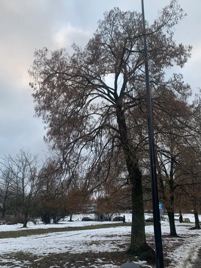 Seemneid täis pärnad paistavad nagu lehes.