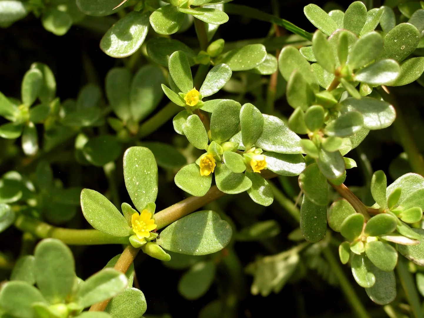 Salatina viljeldava aedportulaki (Portulaca pleracea L.) õied on kollased ja silmatorkamatud, kuid ka need on dekoratiivsed, sobides hästi kiviktaimlasse ja lillepeenarde äärde.