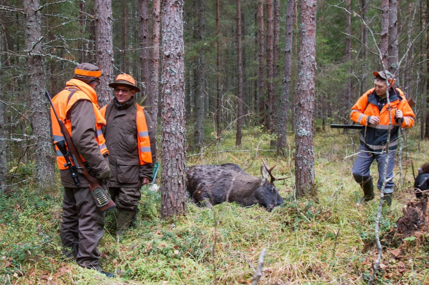 Põtru on aastast aastasse enam-vähem sama palju kütitud, küll on aga oluliselt kasvanud nende väiksemate sugulaste ehk metskitsede arvukus ja seetõttu sagenenud küttimine.