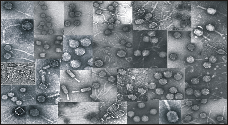 Коллаж микрофотографий ДНК-содержащих бактериофагов из коллекции бактериофагов Латвийского центра биомедицинских исследований, поддерживаемой доктором Андрисом Дишлерсом. 