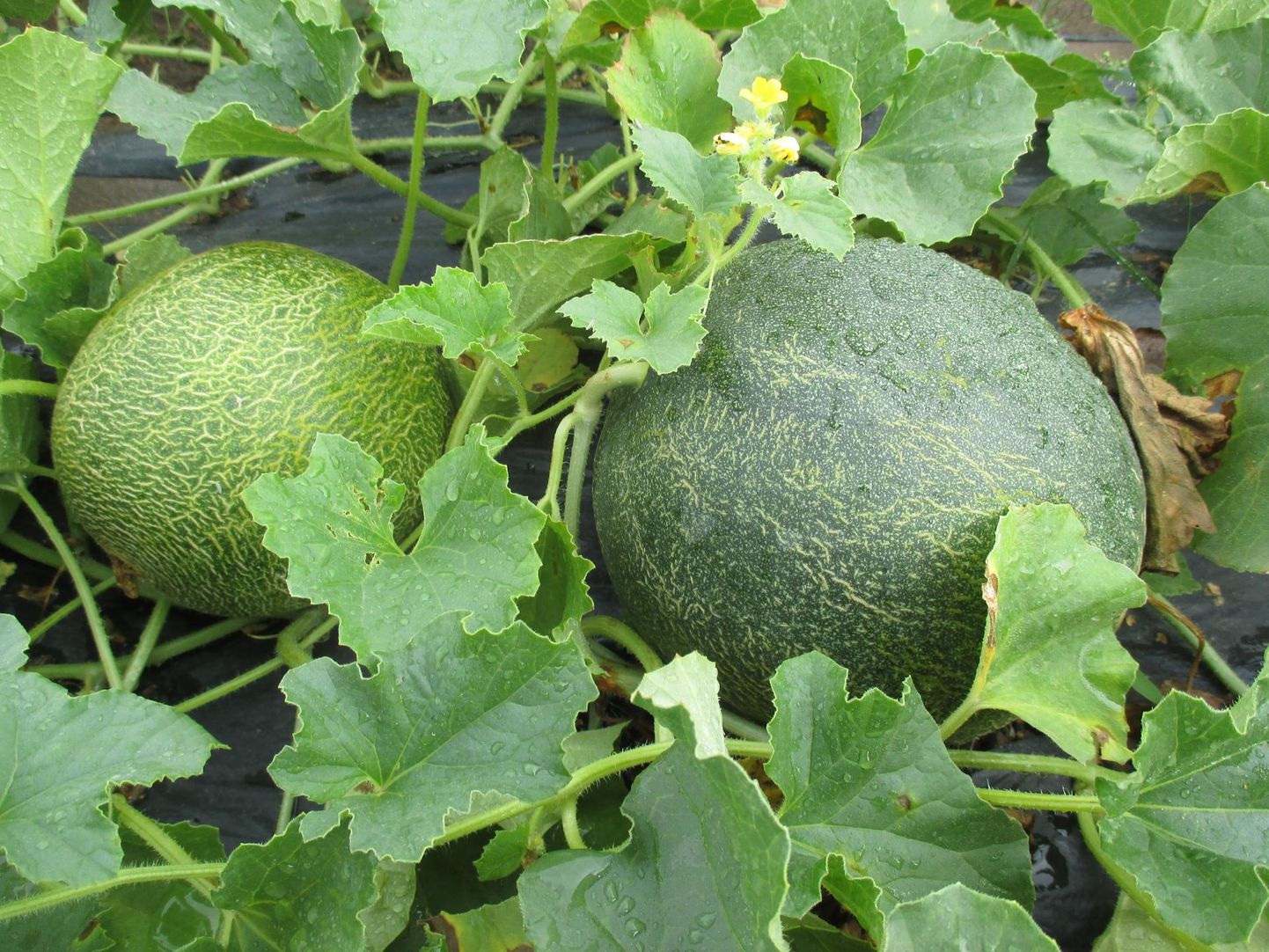 Melonitaimedele tekib hulgaliselt vilju ja enamasti valmivad kõik.