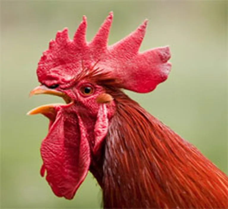 Raksta foto