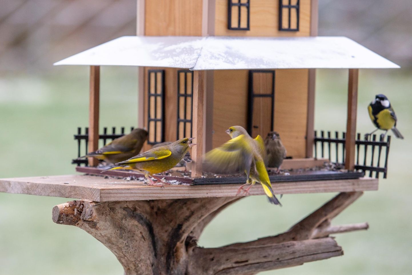 Kaetud toidulauaga linnumajad on hea võimalus aialinde vaadelda.