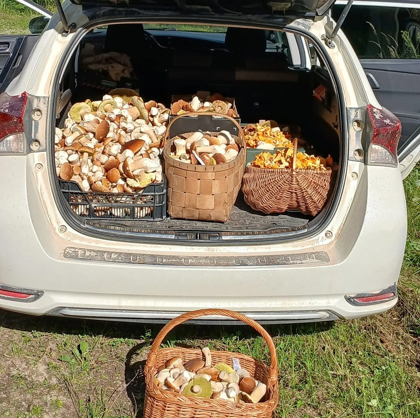 Korjata ja purki pista tasub vaid neid seeni, mida täiesti kindlalt tunnete.