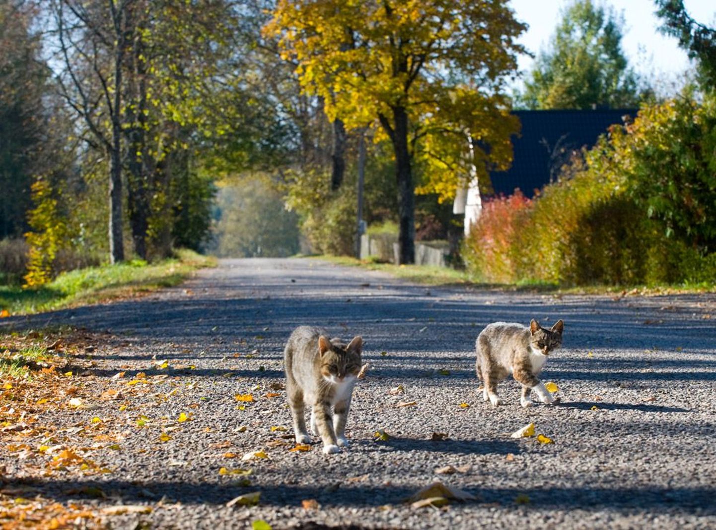 Priipalu külatänaval valitseb tühjus ja seal jalutavad vaid uimased kassid. Fotod: Mihkel Maripuu