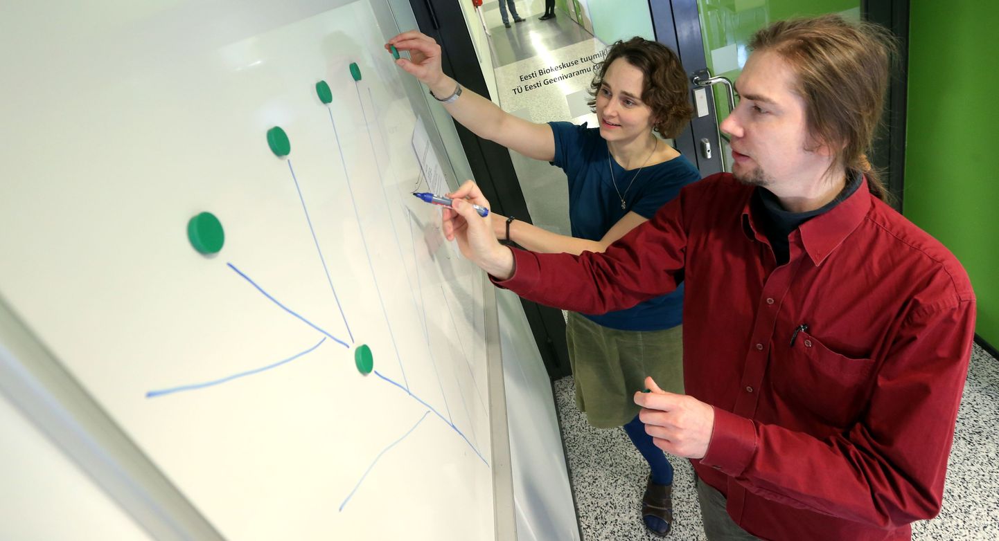 Eesti Biokeskuse teadlased Monika Karmin ja Lauri Saag joonistavad tahvlile evolutsioonipuud.