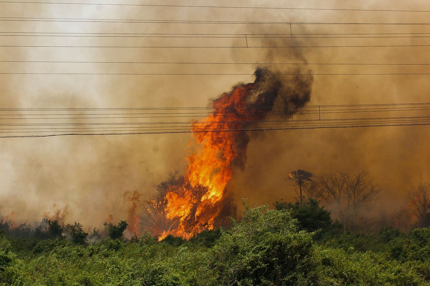 Metsapõleng Brasiilia Pantanali märgalal sellel 30. oktoobrist pärineval fotol, mille tegi avalikuks Mato Grosso do Suli osariigi valitsus.