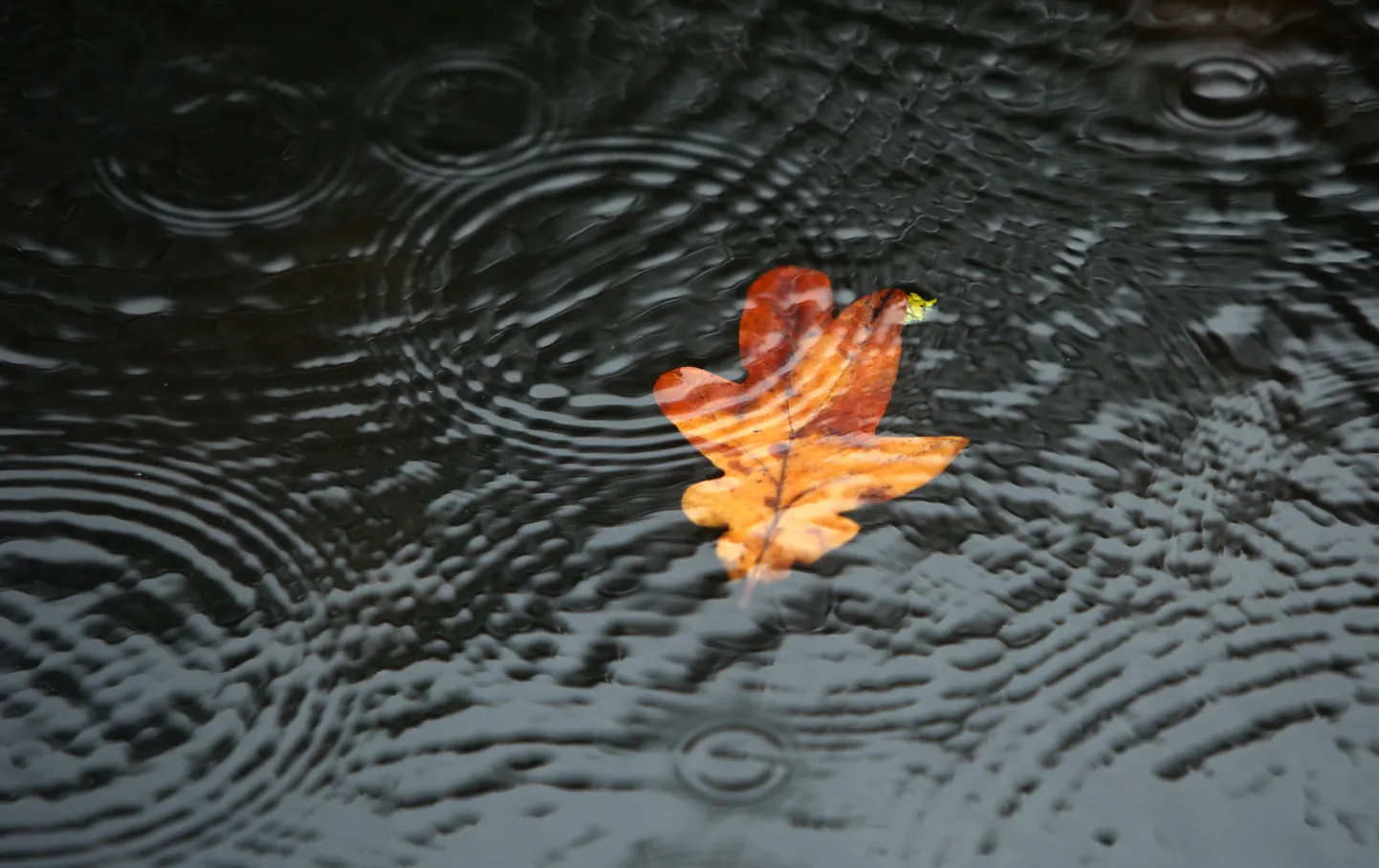 Rudens lapa ūdenī.