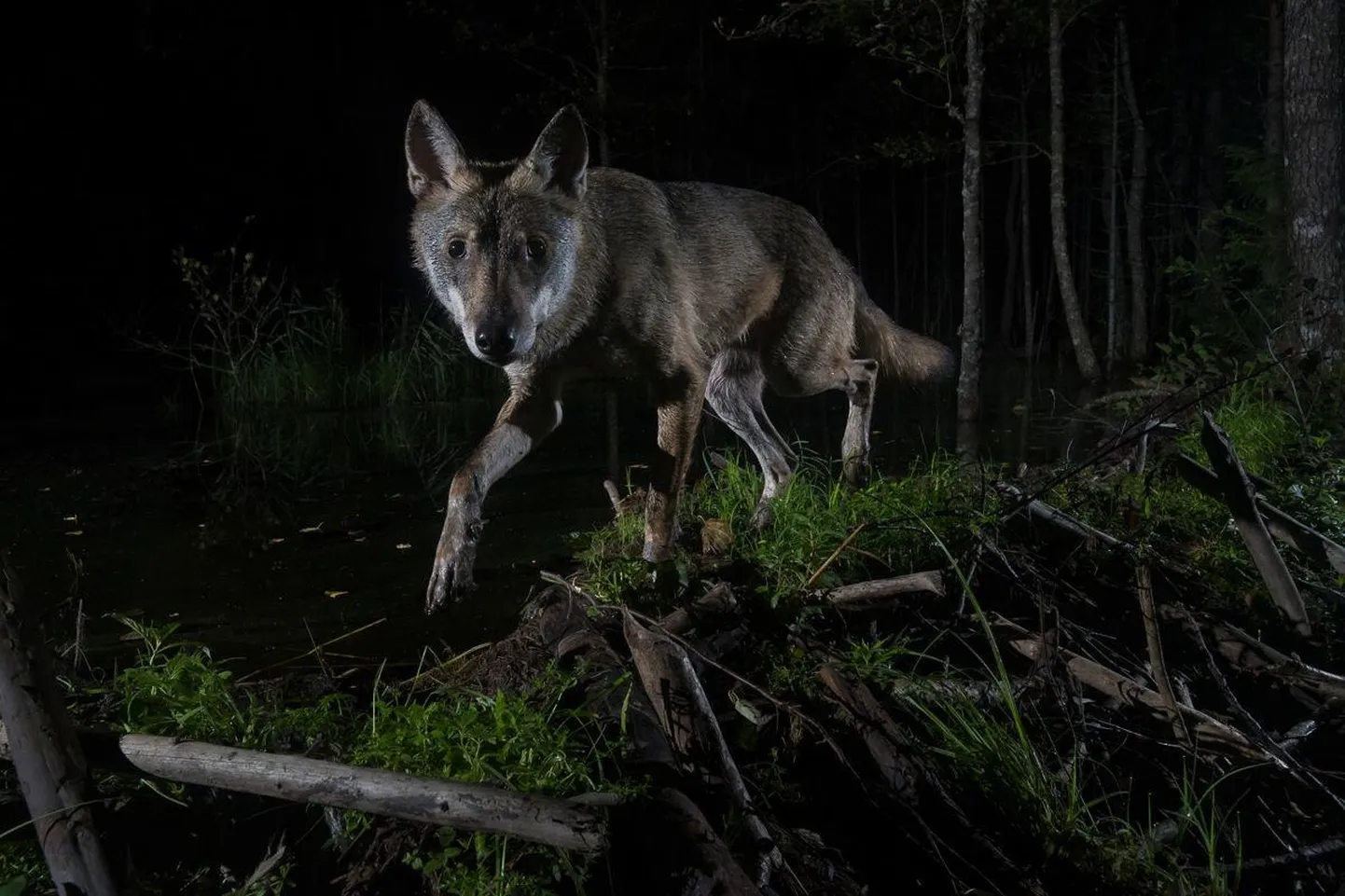 Tänavune Looduse Aasta Foto võidutöö «Noor susi».